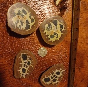 Natural sliced Septarian Nodule Set